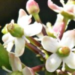 Holly Flower Fragrance Oil FOG5075065FFN