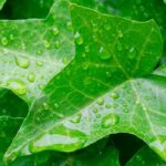 Ivy Fragrance Oil FOG5077313FFN