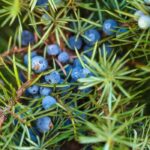 Juniper Fragrance Oil FOG5076836FFN