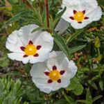 Labdanum Fragrance Oil FOC507013FFN