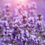 Lavender Fragrance Oil FOG5075226FFN