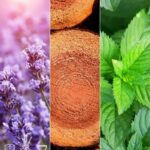 Lavender Cedar Mint Fragrance Oil FOC507271PSB