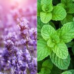 Lavender Peppermint Fragrance Oil FOC507335PSB
