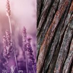 Lavender Vanilla Fragrance Oil FOG5074657PSB