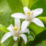 Lemon Blossom Fragrance Oil FOG5078820FFN