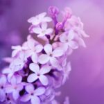 Lilac Fragrance Oil FOG5077419FFN