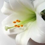 Lily Fragrance Oil FOG5079999FFN