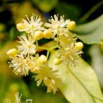 Lime Blossom Fragrance Oil FOC507408PSB