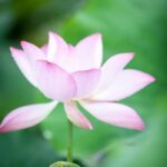 Lotus Fragrance Oil FOC507081FFN