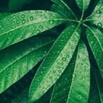 Mango Leaf Fragrance Oil FOH507342FFN