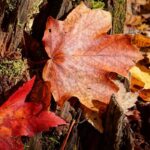 Maple Leaf fragrance oil captures the fresh, green, and slightly sweet aroma of maple leaves, evoking the essence of vibrant forests and the beauty of autumn foliage.