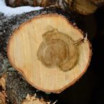 Maple Wood Fragrance Oil FOC507306FFN