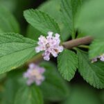 Melissa Fragrance Oil FOG5070011FFN