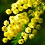 Mimosa Fragrance Oil FOG5076719FFN