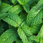 Mint Fragrance Oil FOG5074726FFN