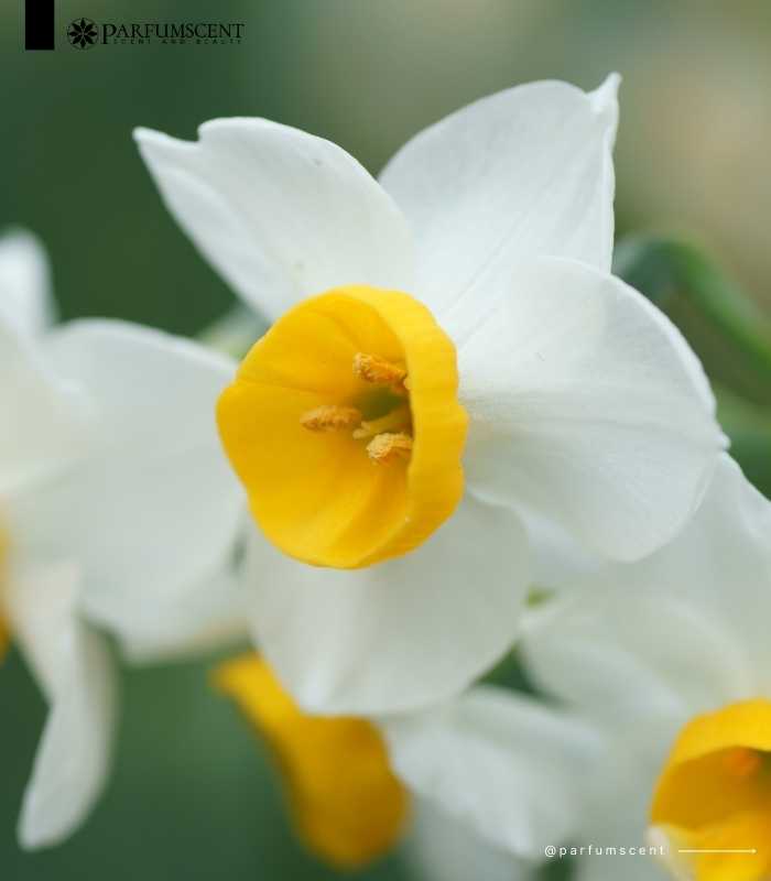 Narcissus Fragrance Oil FOG5078295FFN