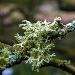 Oakmoss Fragrance Oil FOC507050FFN