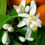 Orange Blossom Fragrance Oil FOG5070666FFN