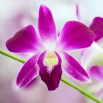 Orchid Fragrance Oil FOG5078622FFN