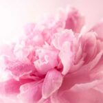 Peony Fragrance Oil FOG5075554FFN
