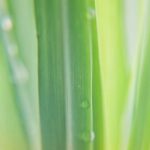 Palmarosa Fragrance Oil FOG5076723FFN