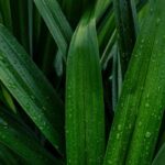 Pandan Leaf Fragrance Oil FOG5072926FFN