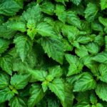 Patchouli Fragrance Oil FOC507048FFN