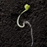 Peat Fragrance Oil FOC507126FFN