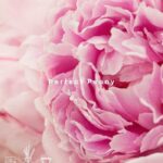 Perfect Peony Fragrance Oil FOC507320PSB