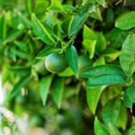 Petitgrain Fragrance Oil FOG5076721FFN