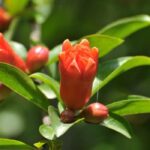 Pomegranate Blossom Fragrance Oil FOG5078824FFN