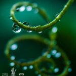 Raindrops Fragrance Oil FOC507208PSB