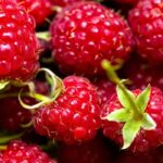 Raspberry Fragrance Oil FOG5075086FFN