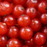 Red Currant Fragrance Oil FOG5077601FFN