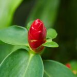 Red Ginger Flower Fragrance Oil FOG5078832FFN