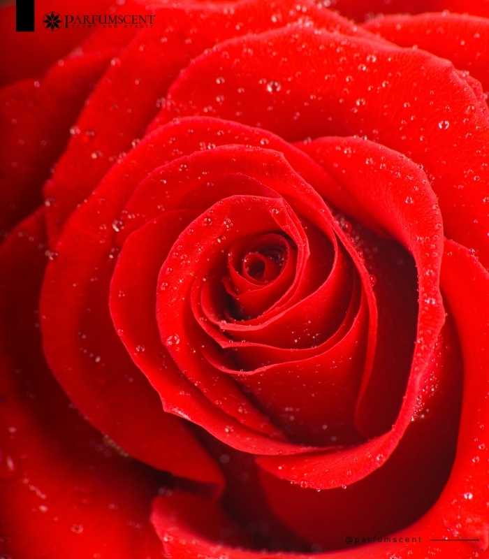 Red Rose Fragrance Oil FOG5072720FFN
