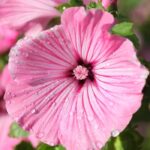 Rose Mallow Fragrance Oil FOG5071776FFN