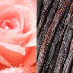 Rose Vanilla Fragrance Oil FOG5077302PSB
