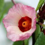 Roselle Fragrance Oil FOG5078822FFN