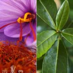 Saffron & Bay Leaf Fragrance Oil FOC507314PSB