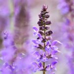 Sage Fragrance Oil FOG5074746FFN