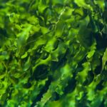 Seaweed Fragrance Oil FOG5077500FFN