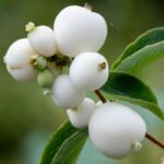 Snowberry Fragrance Oil FOG5078817FFN