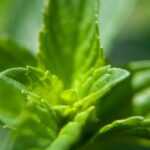 Spearmint Fragrance Oil FOG5075129FFN