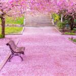 Springtime Fragrance Oil FOC507152PSB