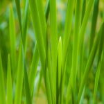 Sweet Grass Fragrance Oil FOG5077806FFN