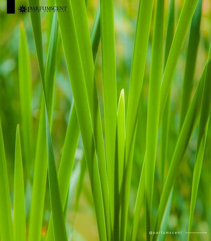 Sweet Grass Sweet Grass Fragrance Oil FOG5077806FFN