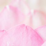 Sweet Lotus Fragrance Oil FOG5071196PSB