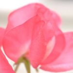 Sweet Pea Fragrance Oil FOG5075123FFN