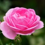 Taif Rose Fragrance Oil FOG5077498FFN